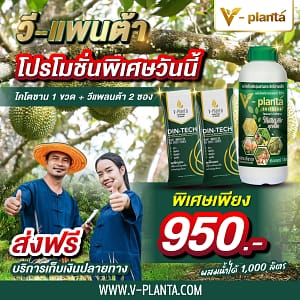 ชุดคู่วีแพลนต้า ไคโตซาน